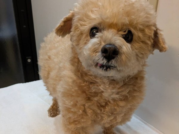 こてつくん トリミング後