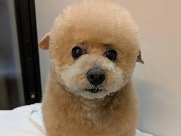 こてつくん トリミング前