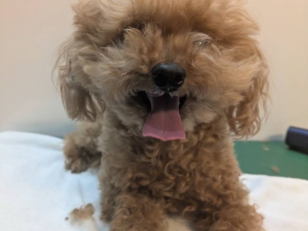 トイプードル トリミング後