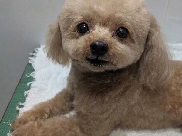 トイプードル トリミング前